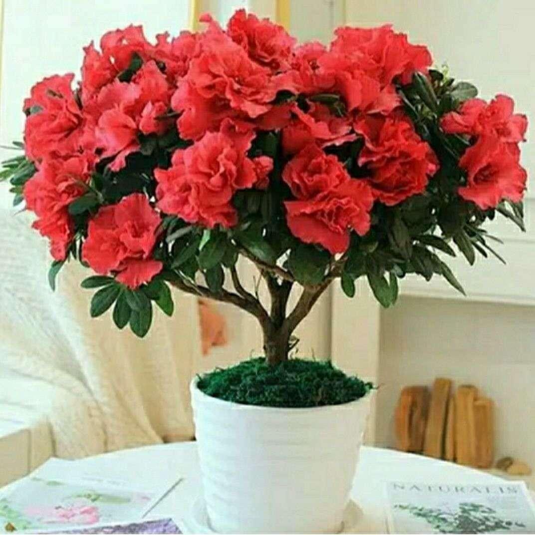 杜鹃花带花苞映山红粗壮植物四季开花植物阳台盆栽绿植花卉实物