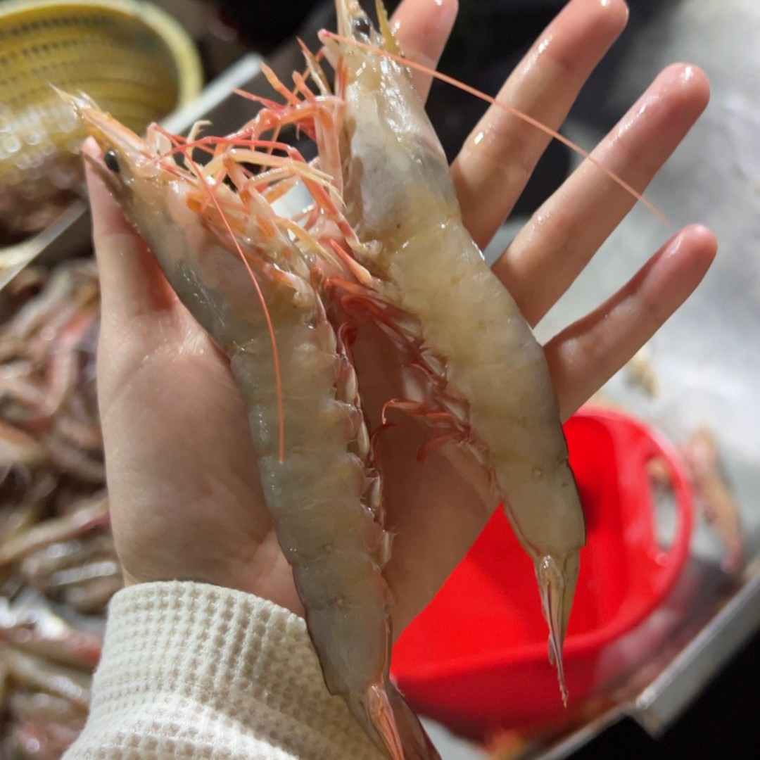 【专属】天然野生海鲜沙卢虾/麻虾/芦虾 汕尾本港海虾 顺丰发货