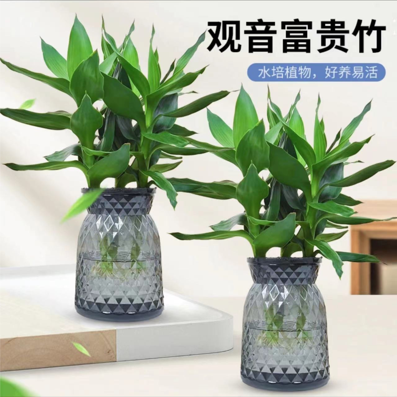 【拍一发二】观音竹植物办公室内盆栽客厅好养清新摆放养护绿植