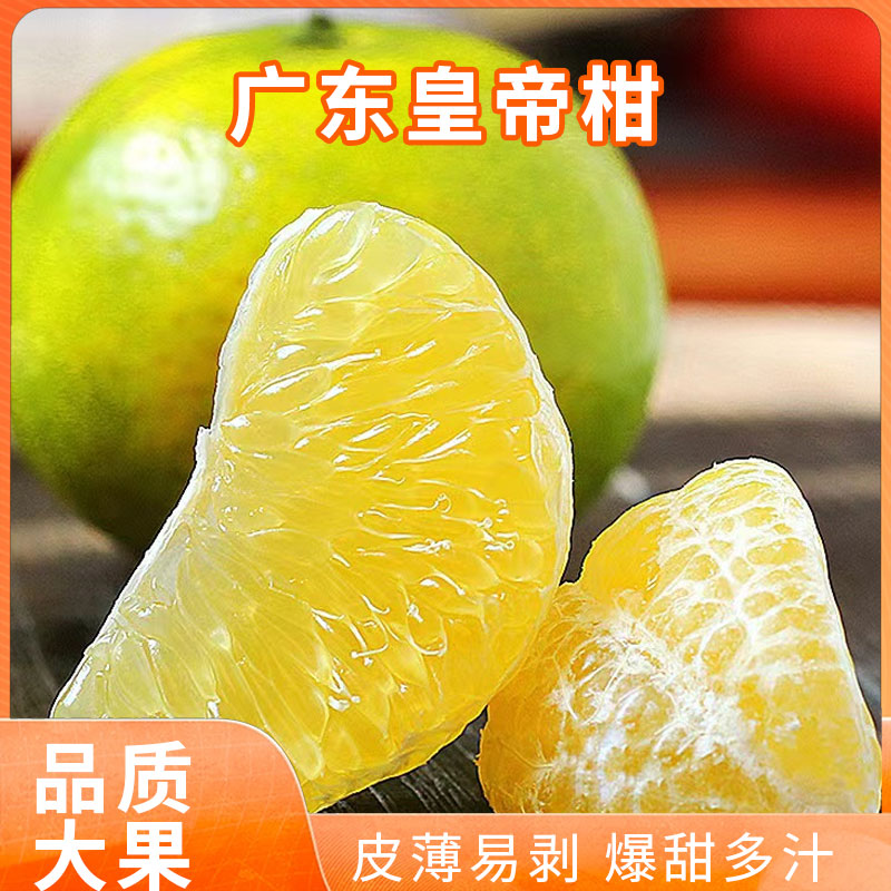现摘现发广东山泉皇帝柑新鲜水果整箱皮薄果香爽口香甜多汁水果