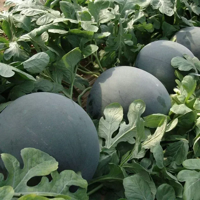 无籽西瓜种子特大甜早熟薄皮四季播水果黑皮巨型春季种