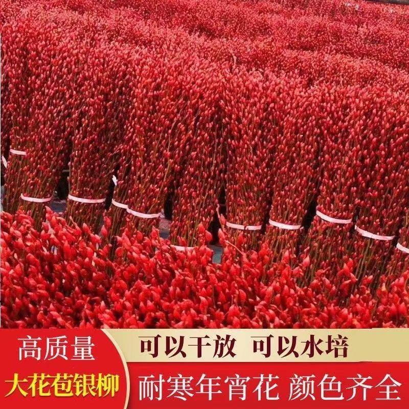 银柳干花真花鲜枝年宵花卉红色银柳干花水培植物客厅室内装饰花束
