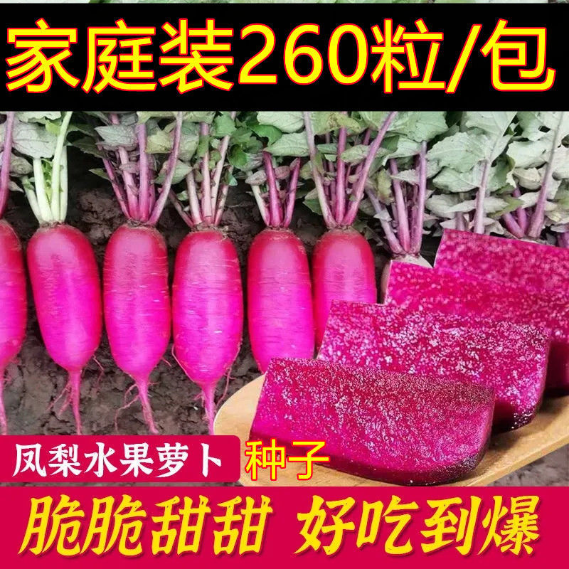 高产凤梨水果萝卜的种子生吃脆甜满堂红心里美秋季蔬菜籽