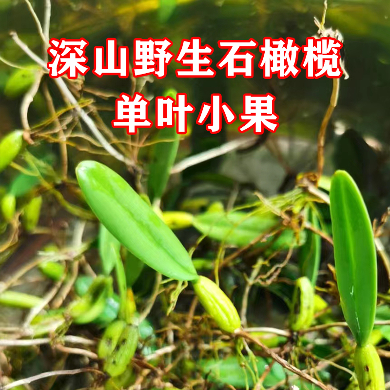 深山野生石橄榄新鲜单叶小果潮汕发货清香石壁石仙桃天然批发250g