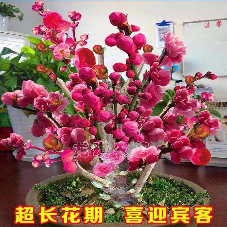 带牙苞耐热桃梅花树客厅老桩内外盆栽地栽好养南北种植鲜花浓香型
