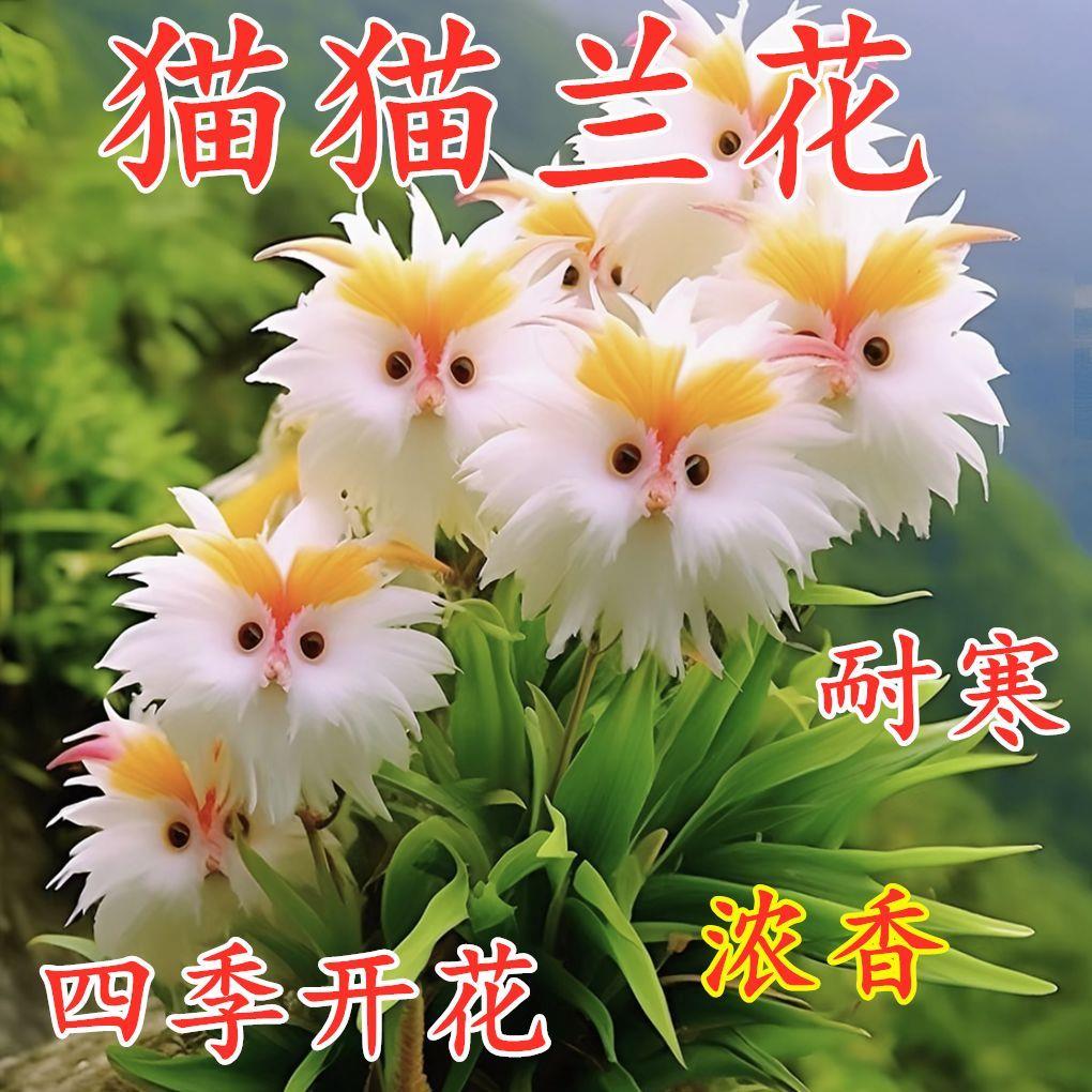 【首单立减】猫猫兰花球盆栽地栽耐寒耐热四季开花室内外进口庭院