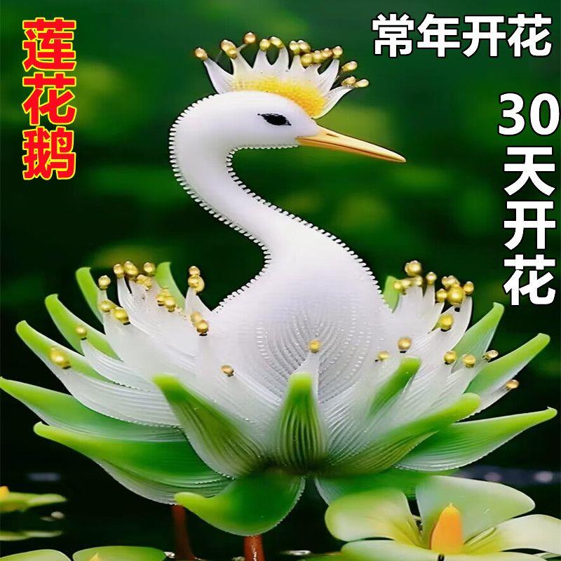 浓香型大花莲花鹅阳台盆栽植物室内花卉庭院绿植四季开花耐寒耐冻