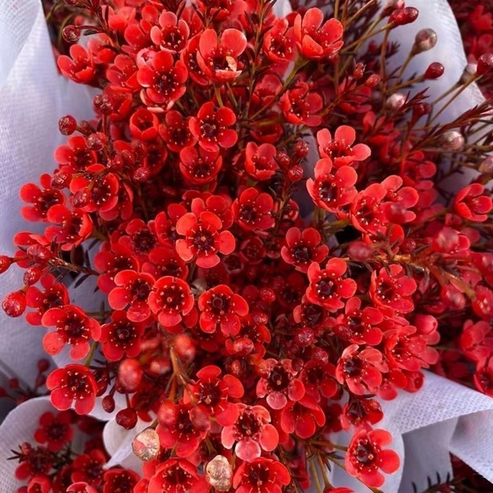 澳洲腊梅A级（平头）年宵花  云南基地直发鲜花精选