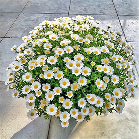 花爆盆小雏菊种子四季开花活盆栽洋甘菊室内外花