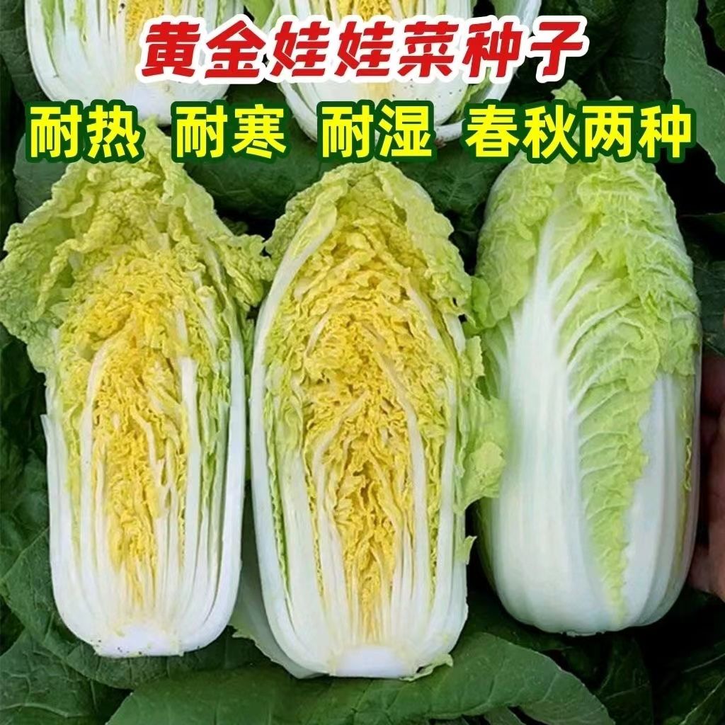 黄金娃娃菜种子黄心白菜种籽春夏秋四季播种阳台庭院农家蔬菜种孑