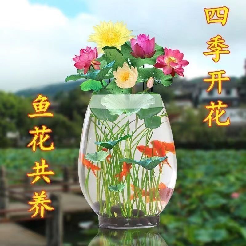 碗莲种四季开花水培绿植睡莲荷花水养莲花碗莲种子