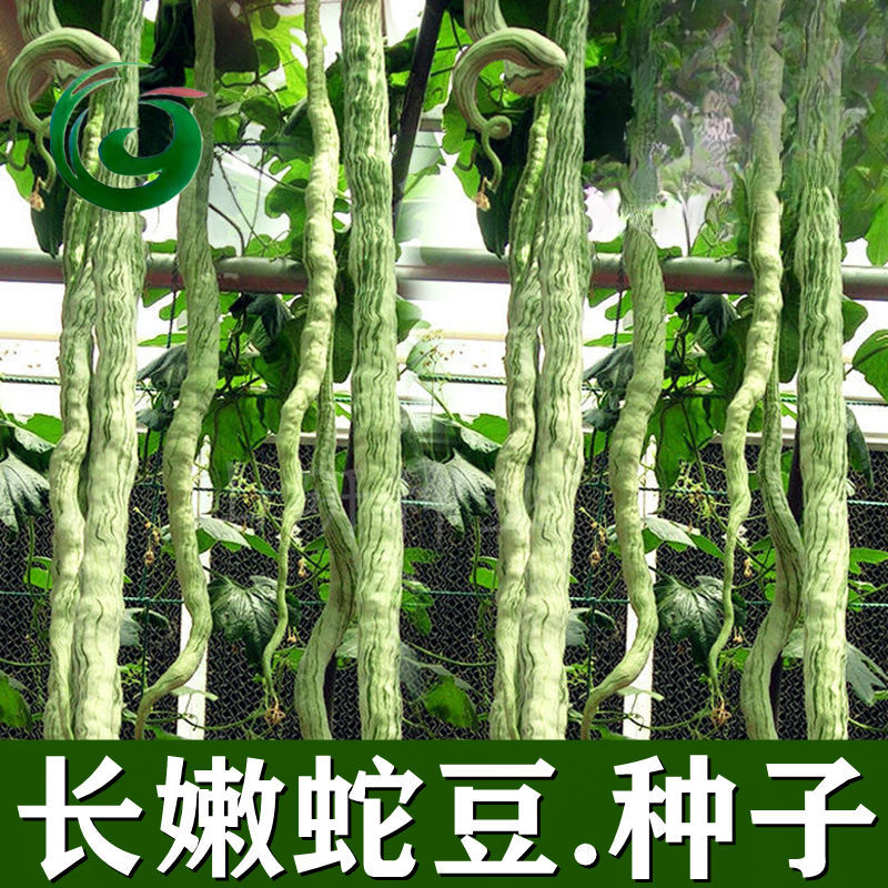 长嫩蛇豆种子特长蛇瓜蔬菜种子春秋播种高产观赏食用阳台爬庭院