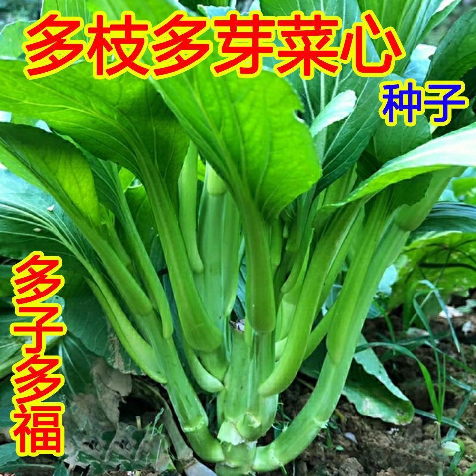 多枝多芽菜心甜菜心种子广东甜菜芯菜苔籽春秋蔬菜种子籽庭院