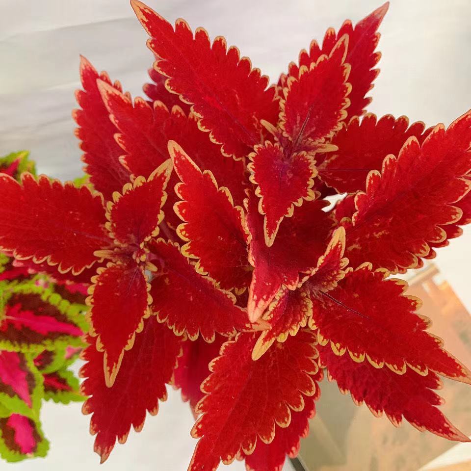 四季播易活室内阳台庭院盆栽花卉花籽草籽彩叶草种子观叶花草观赏