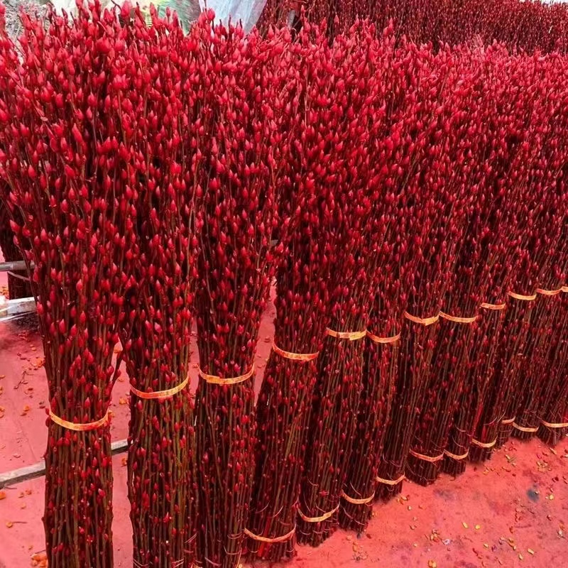 20支银柳红色年宵花鲜枝制成干花室内客厅摆放盆栽装饰花春节绿植