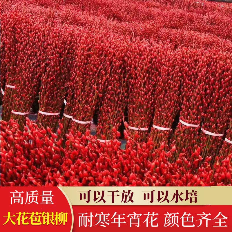 银柳红色年宵花鲜枝制成干花室内客厅摆放盆栽装饰花春节绿植