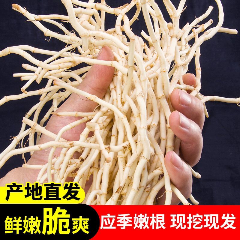 折耳根新鲜农家现挖鱼腥草野生嫩根侧耳根凉拌节节根蔬菜鱼腥草儿