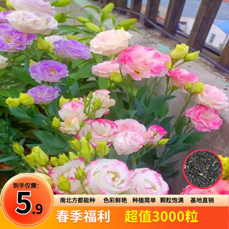 【抢！5.9元3000粒】桔梗花四季易活阳台庭院盆栽种子栽南北方种植