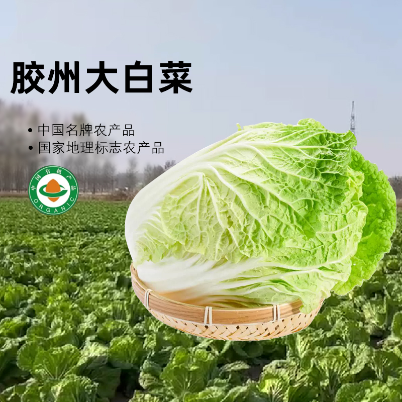 胶河源【达人专属】正宗源头种植直发胶州大白菜有机认证等证书齐全