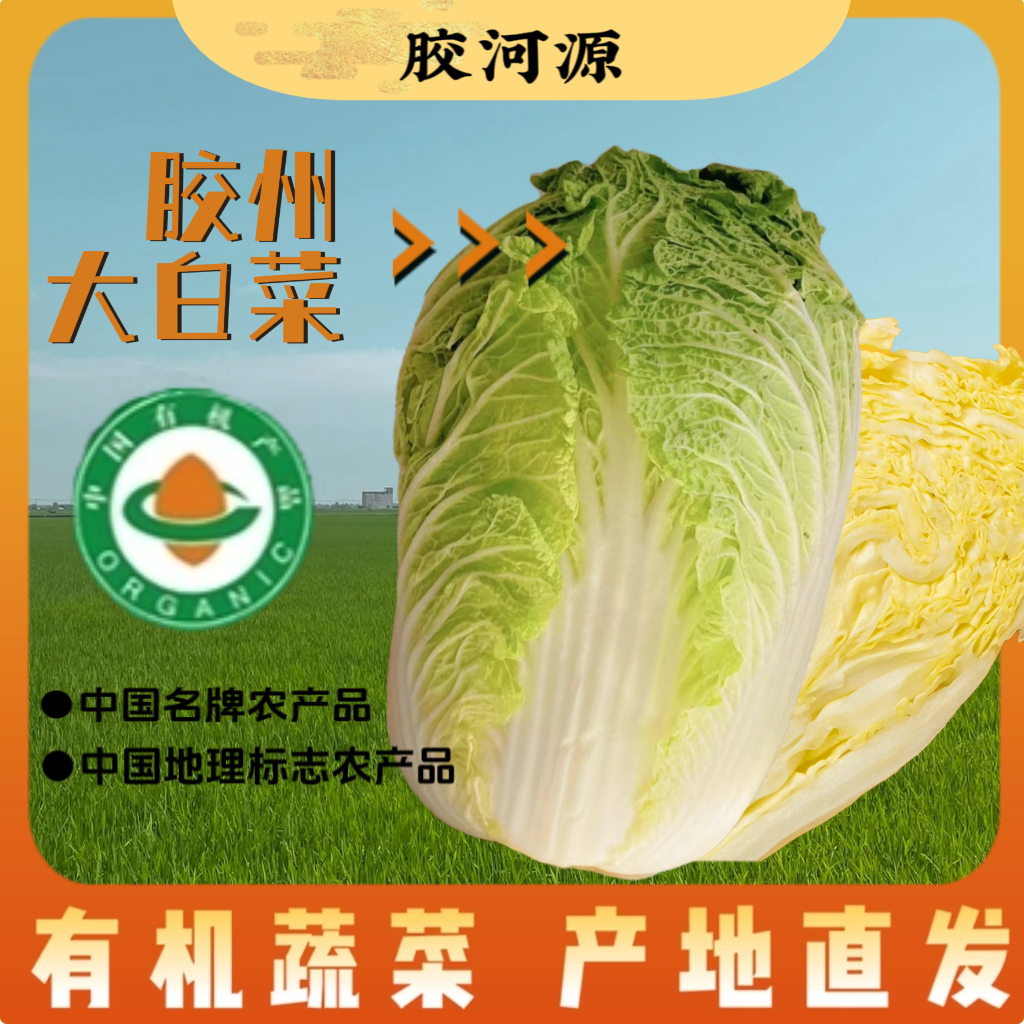 胶河源胶州源头种植产地直发正宗胶州大白菜【有机认证 证书齐全】