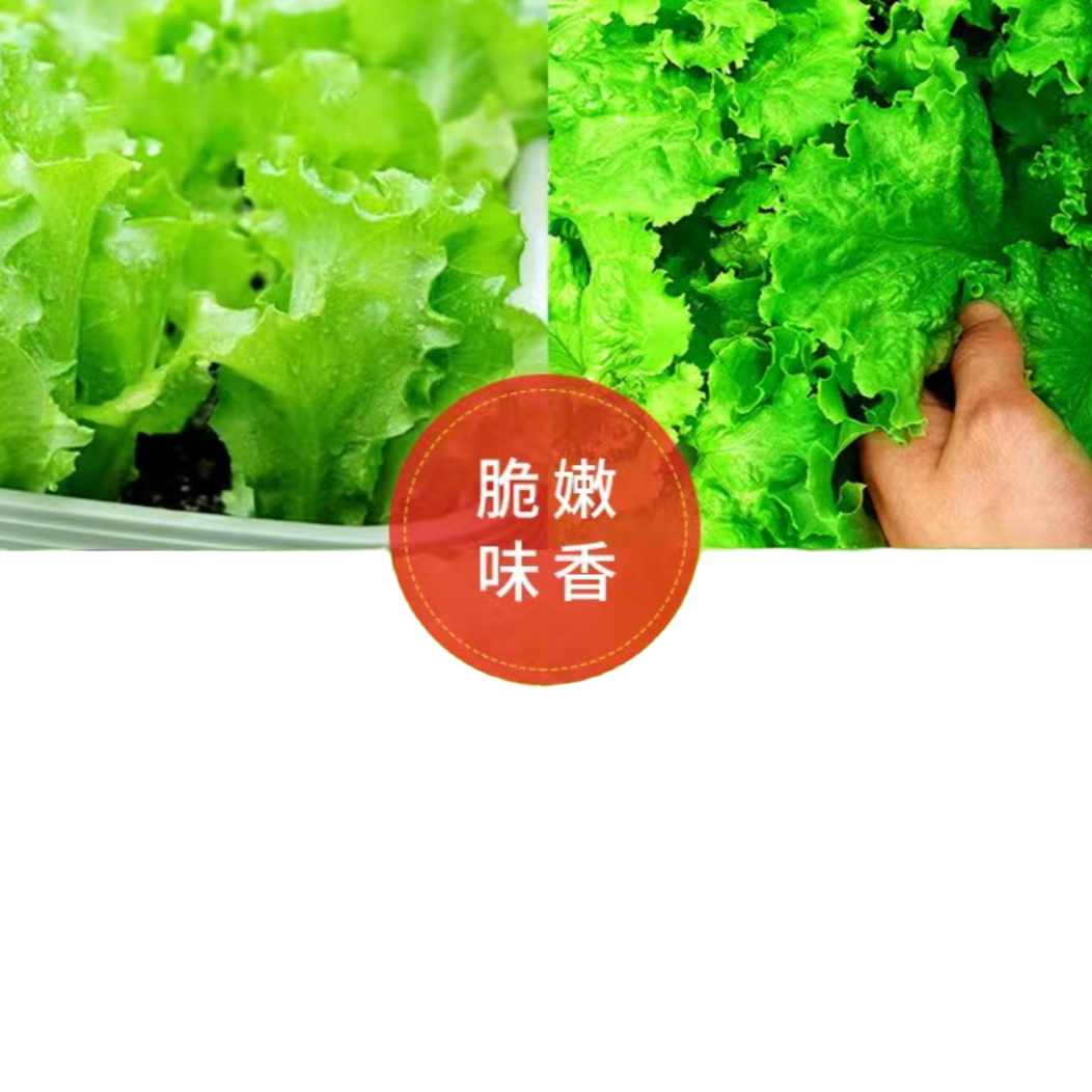 【四季可种】2包脆嫩四季生菜种子 > 帽子商家补贴蔬果种子”