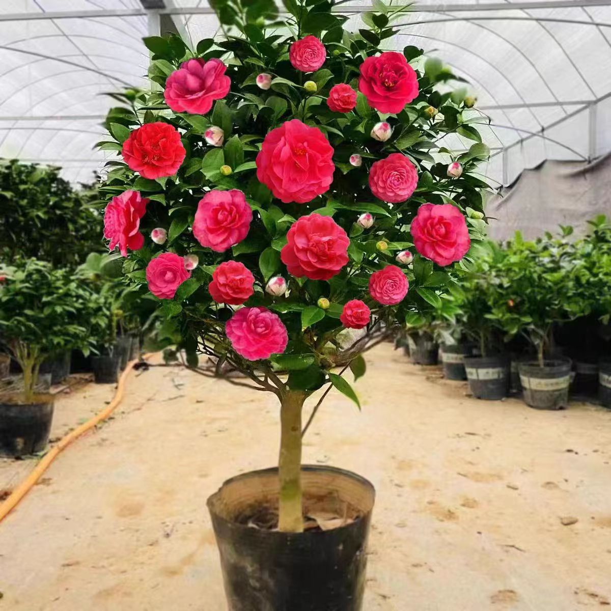 SW中国红红茶花树苗盆栽带花苞花卉绿植室内庭院四季开花好养活