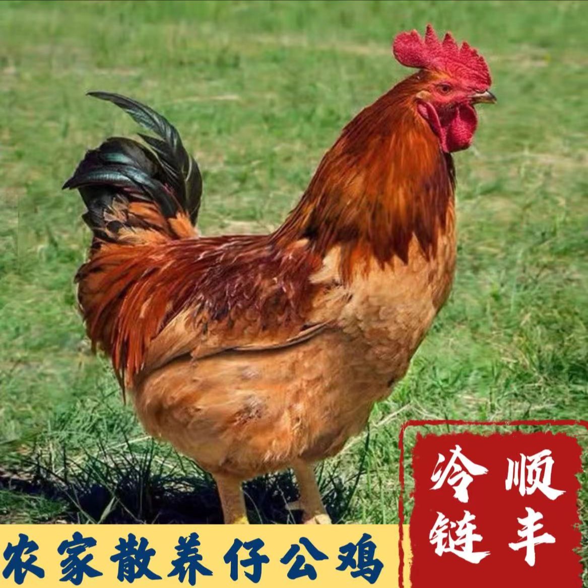 【微妹】放养土公鸡 拍一发二 净重共5.5-6斤 顺丰冷链