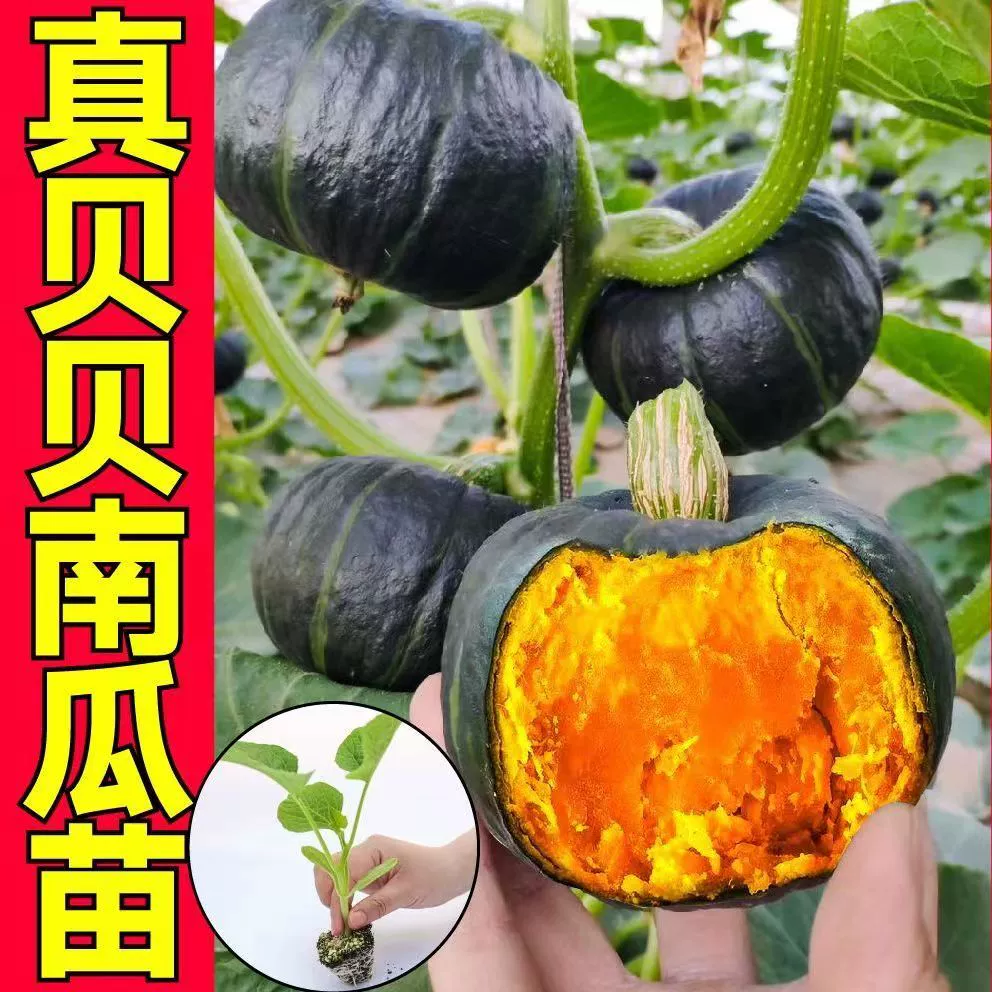 寿光基地直发绿贝贝高产小南瓜苗子板栗味蔬菜苗子奶油南瓜粉面甜
