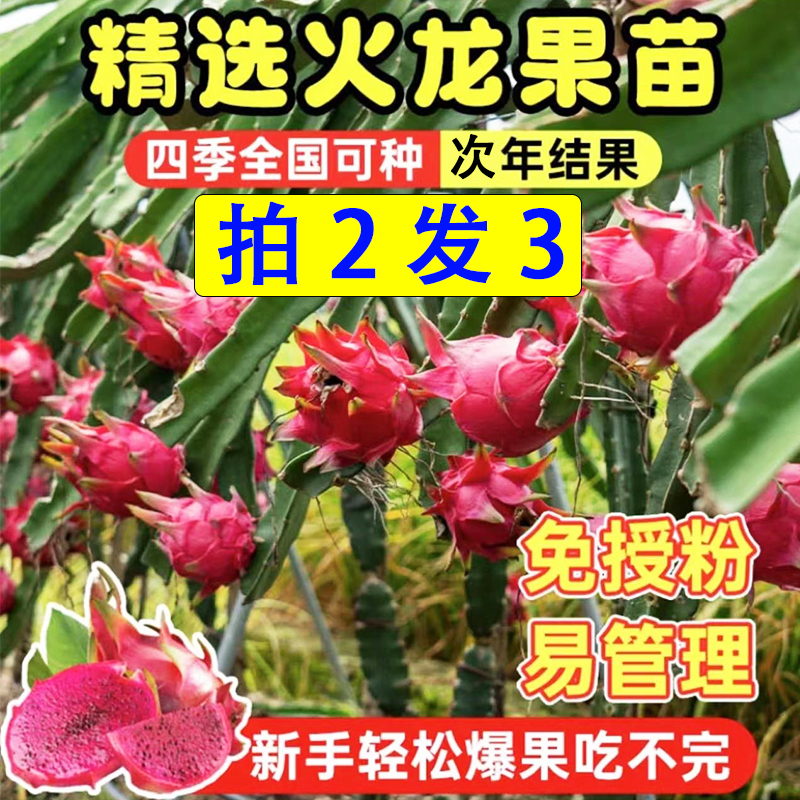 正宗红心火龙果苗金都一号火龙果苗盆栽地栽阳台庭院种植带根系