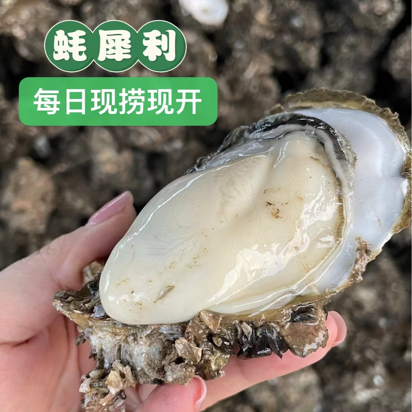 【全国链接】台山精品中蚝鲜活现剥 纯肉无壳 当天捕捞/产地直发