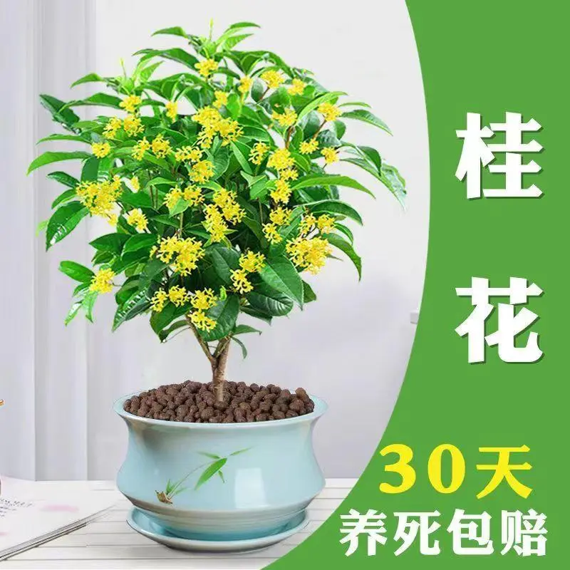 四季桂花开花浓香型盆栽好养树苗金桂耐寒室内外庭院地栽阳台绿植
