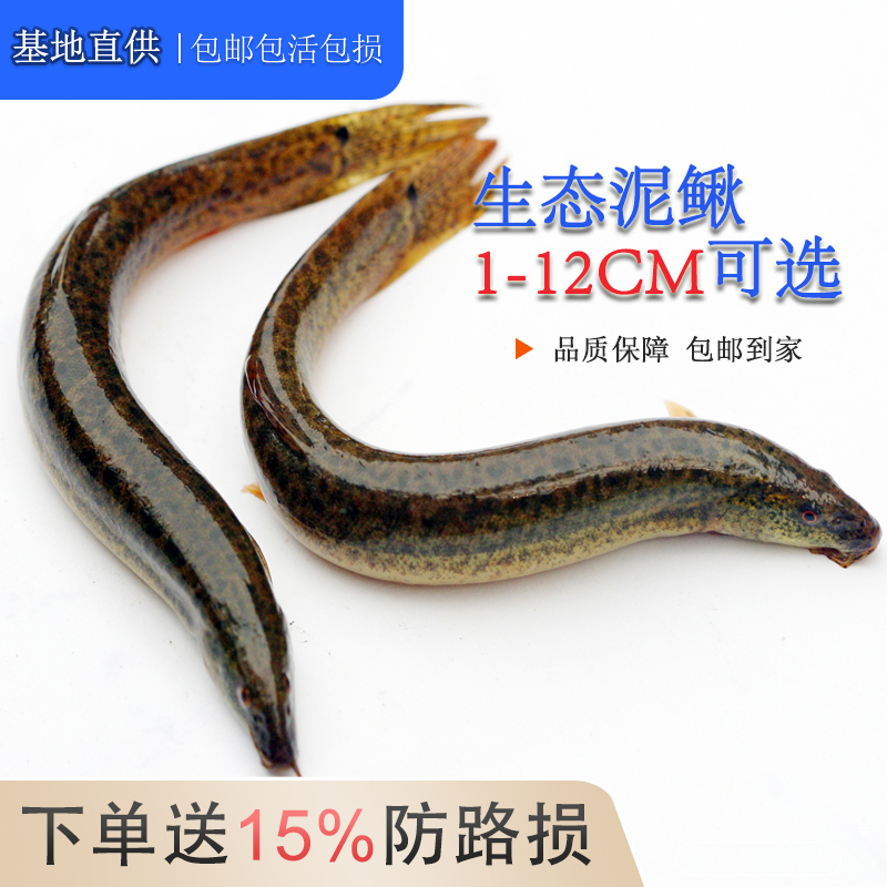 泥鳅苗鲜活钓鱼活饵乌龟饲料天然养殖活体垂钓批发小泥鳅