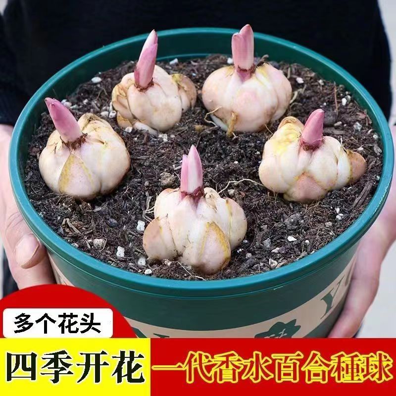 进口混色香水百合耐寒好养室内盆栽庭院观花芳香种植四季栽培养护