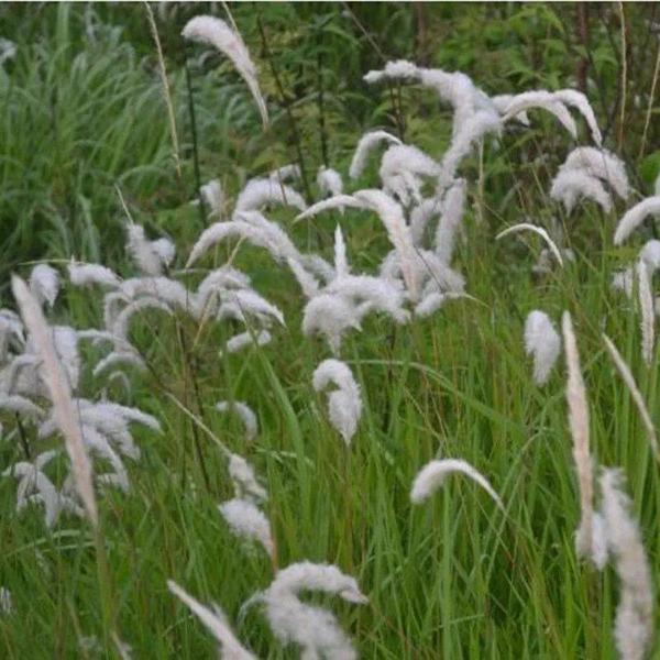 白茅种子斑茅  当年新采茅针 茅种子 耐荫耐瘠薄干旱 白茅根种子