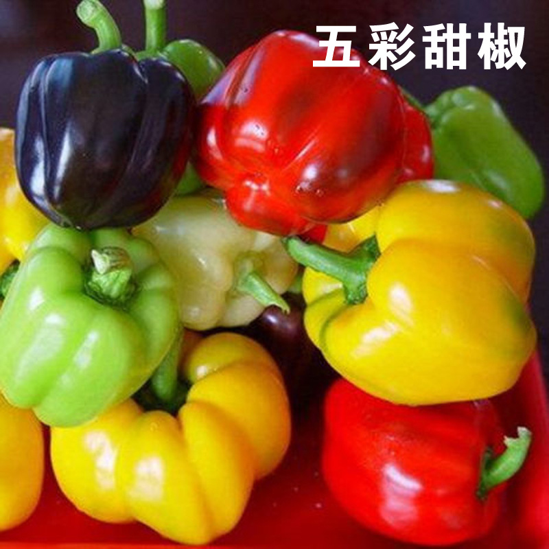 【新疆包邮】五彩甜椒 庭院阳台盆栽