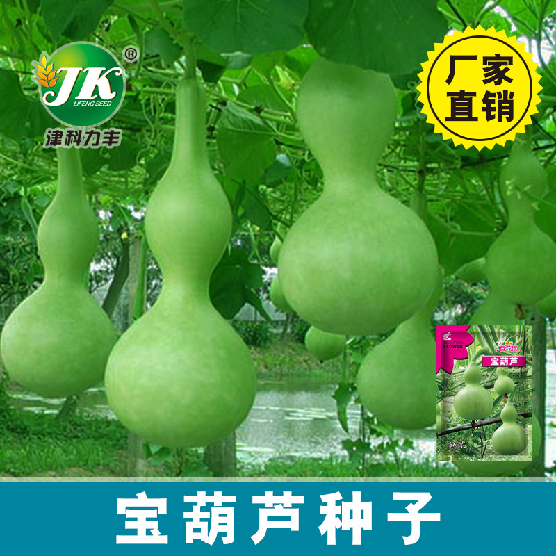 【新疆包邮】宝葫芦种子阳台盆栽庭院观赏易种酒葫芦种籽