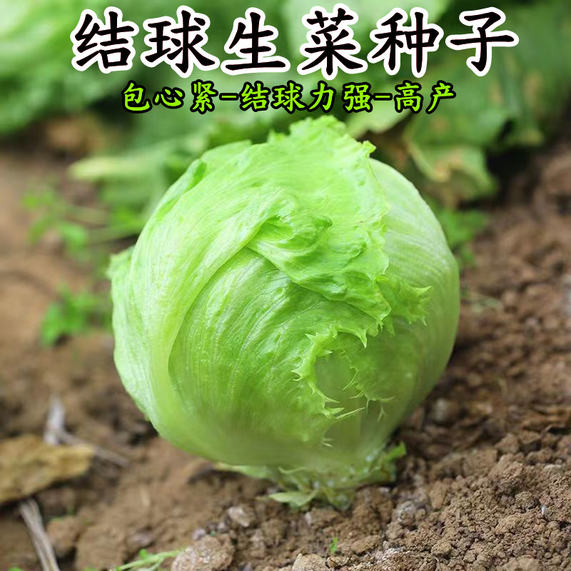 【新疆包邮】结球生菜种籽 包心球形阳台四季盆栽