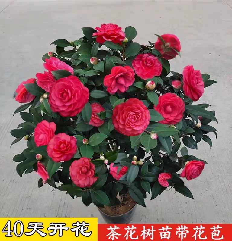 红山茶花室内外办公室绿植盆栽带香味型