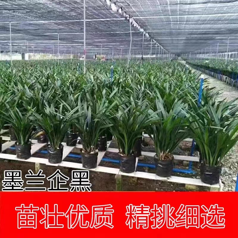 企黑墨兰报岁兰四季常绿年宵花开花绿植