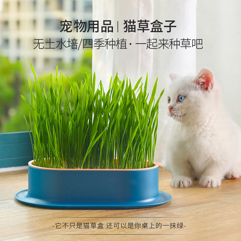 猫草懒人无土水培猫草盆栽猫咪化毛排毛吐毛猫咪零食清新口腔送种