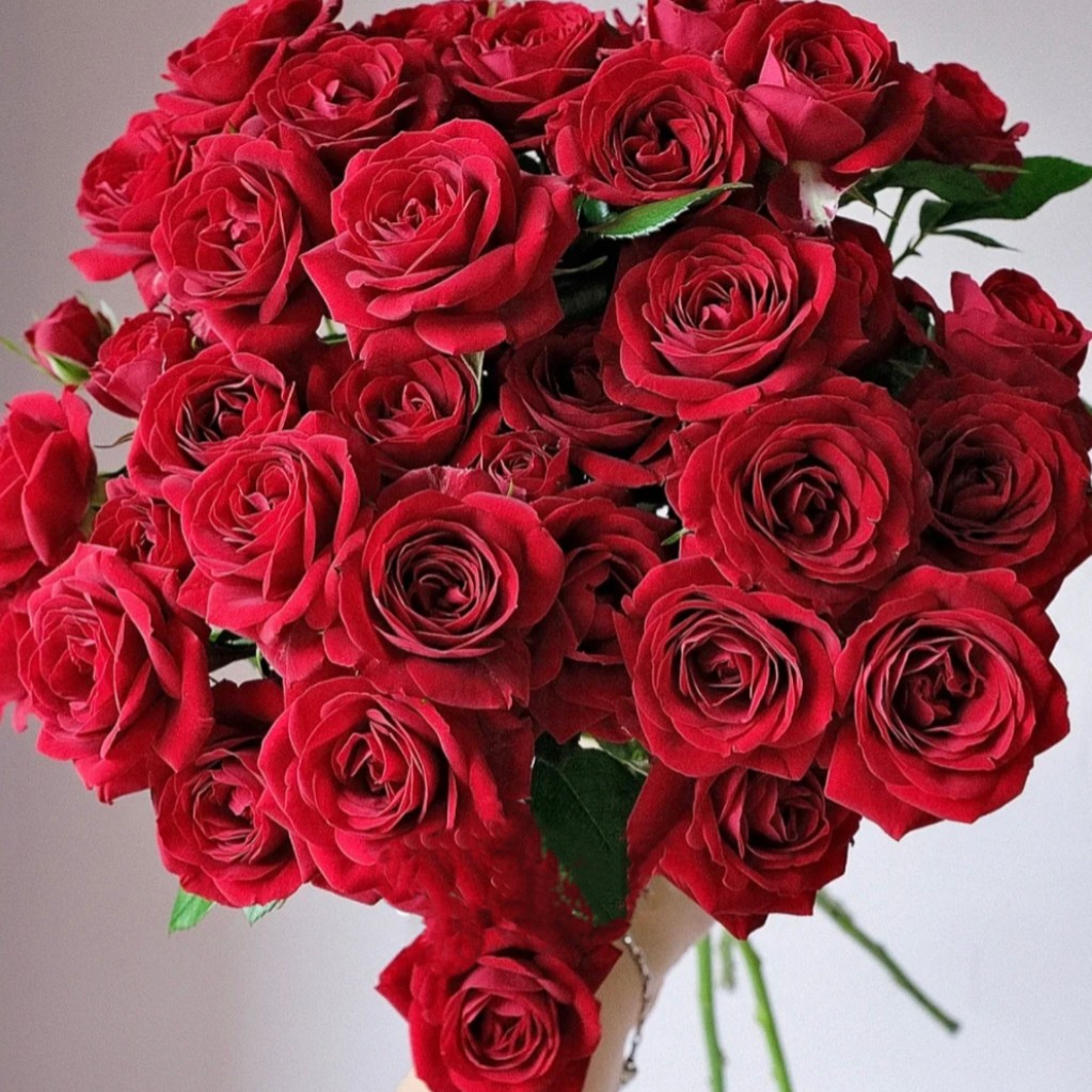 翔云花园【 红丝绒】盆栽月季阳台微型庭院花卉严选夏季花型美观