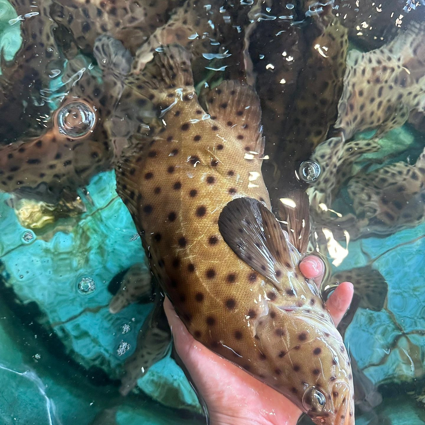 【老鼠斑】海钓老鼠斑海捕斑点鱼驼背鲈石斑鱼鲜活 5-8斤/条