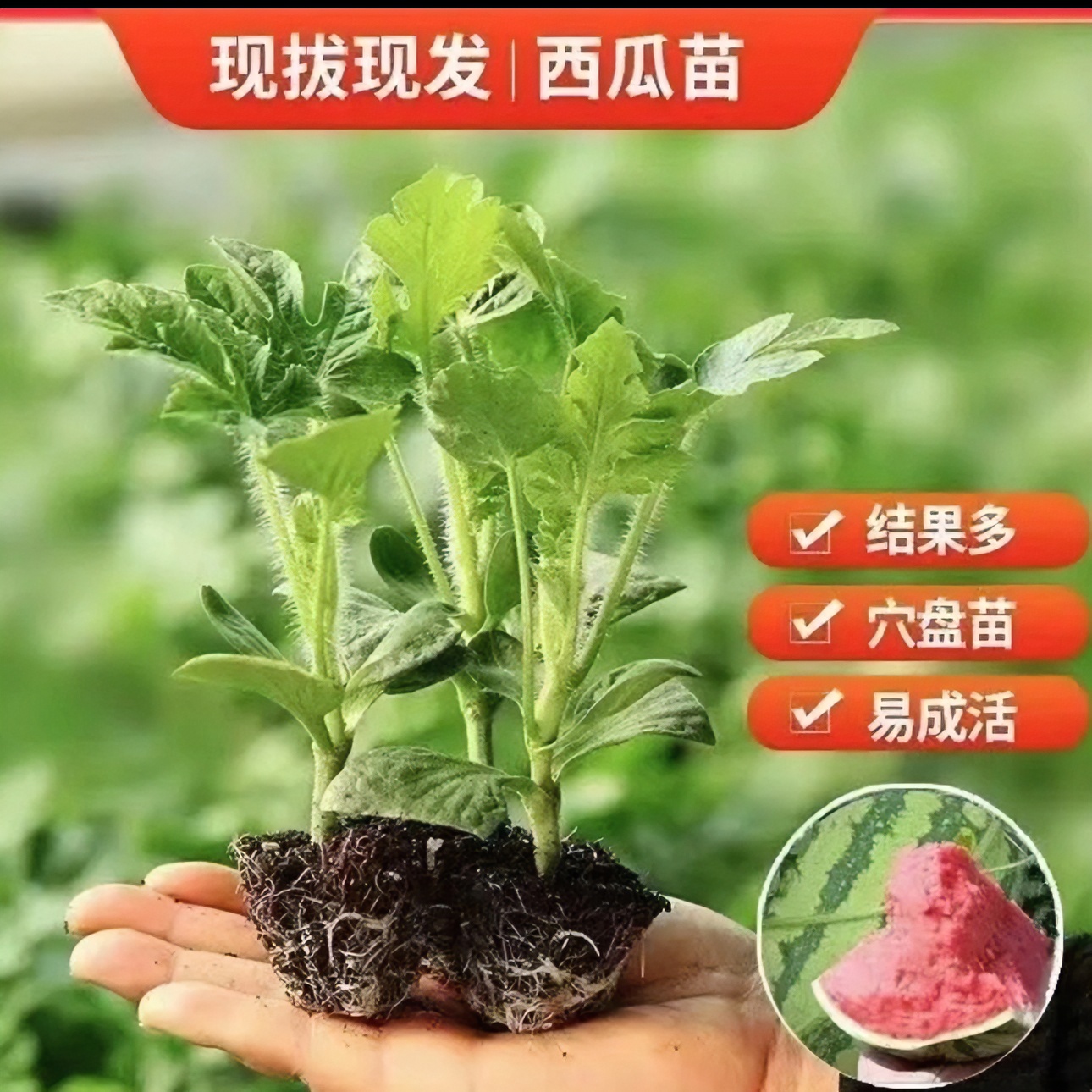 【西瓜苗】西瓜苗麒麟西瓜甜王西瓜懒汉西瓜超甜皮薄汁水多春季种植