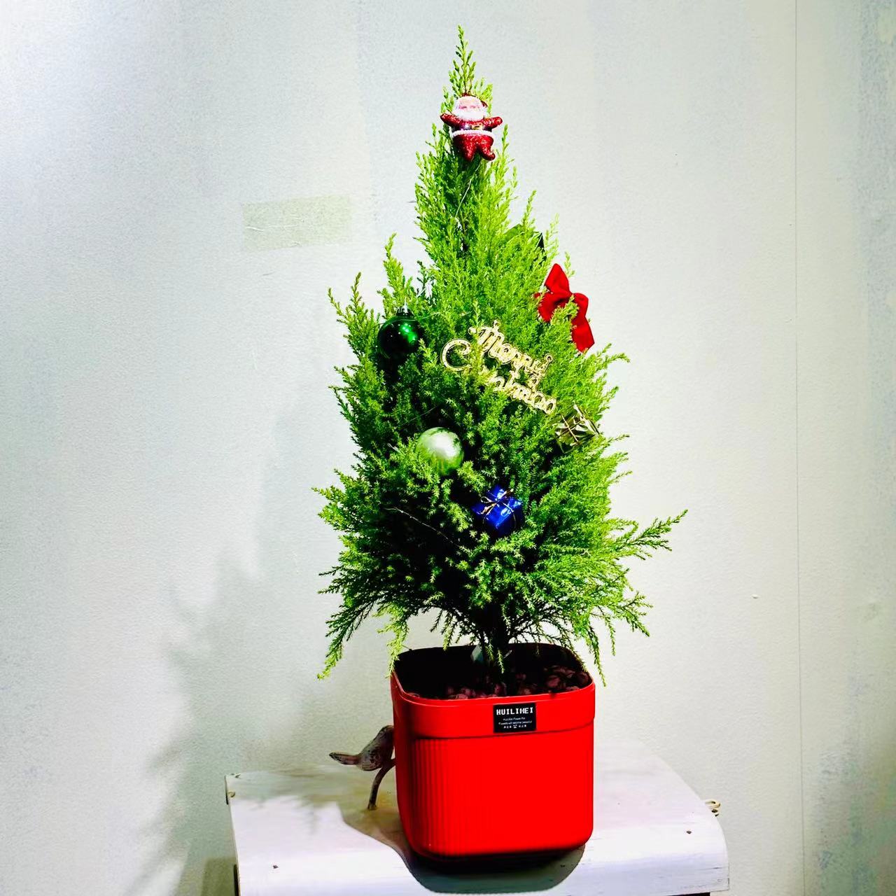 圣诞树香味小香松盆栽四季常青室内绿植客厅桌面盆栽耐寒植物花卉