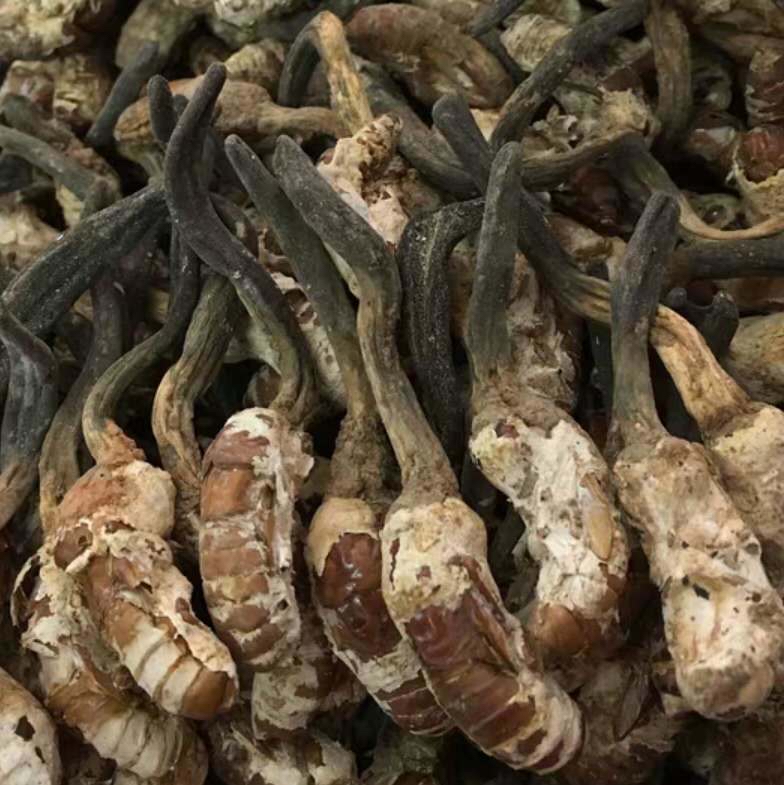 蝉花公 大虫草 参煮汤