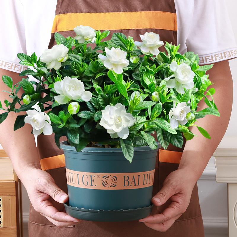 大盆栀子花浓香型栀子花盆栽水培室内花卉绿植四季开花除甲醛好养