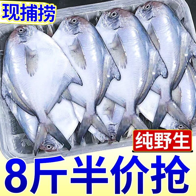 【冷链运输】野生大银鲳鱼新鲜白鲳鱼鲜活冷冻海捕海鱼平鱼450g