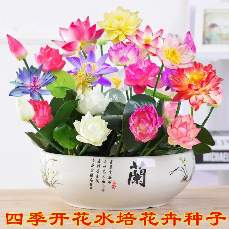 【水培碗莲】无土水培碗莲种子盆栽阳台书台室内水养莲花四季开花