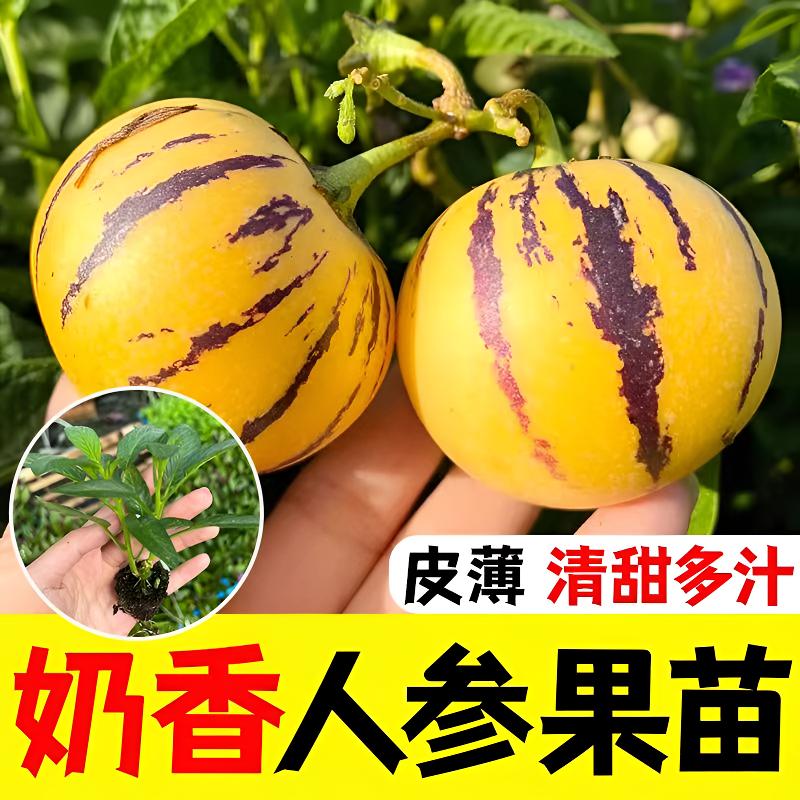 【9.9元6颗，拍两单发17棵】云南石林四季人参果苗亦蔬亦果盆栽地栽