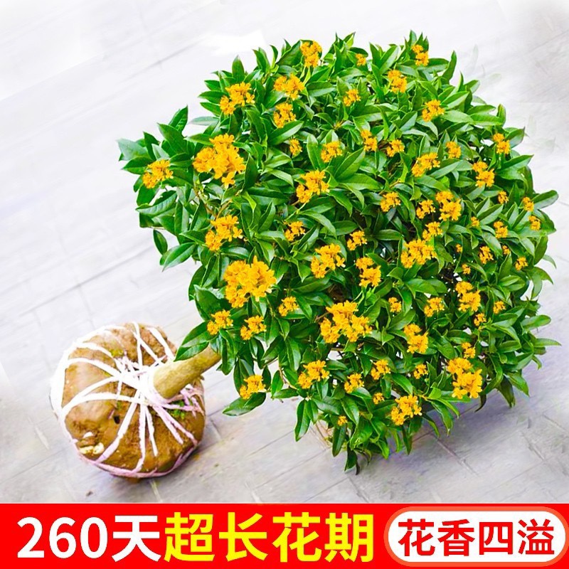 桂花树苗盆栽四季桂金桂浓香型室内植物庭院别墅黄金大树盆景地栽